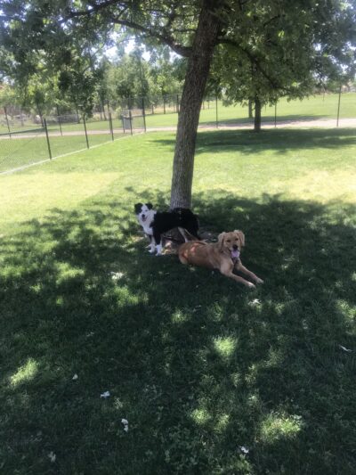 Hughes Park Off Leash Dog Park - Roseville, CA