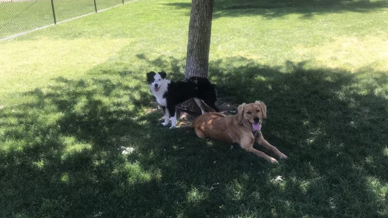 Hughes Park Off Leash Dog Park - Roseville, CA