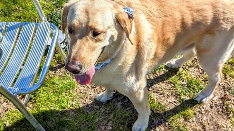 Hughes Park Off Leash Dog Park - Roseville, CA