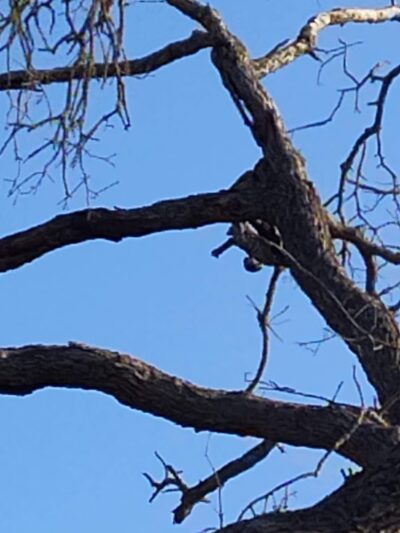 Miner's Ravine Orvietto Drive Entrance - Roseville, CA