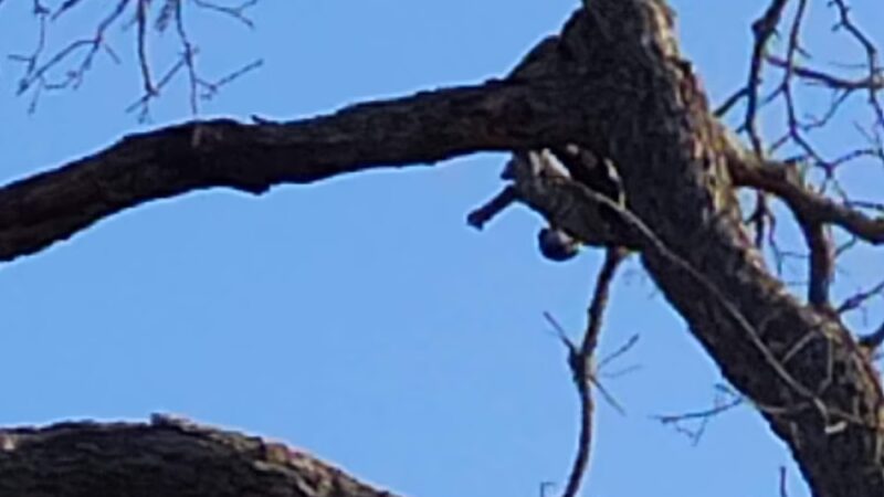 Miner's Ravine Orvietto Drive Entrance - Roseville, CA