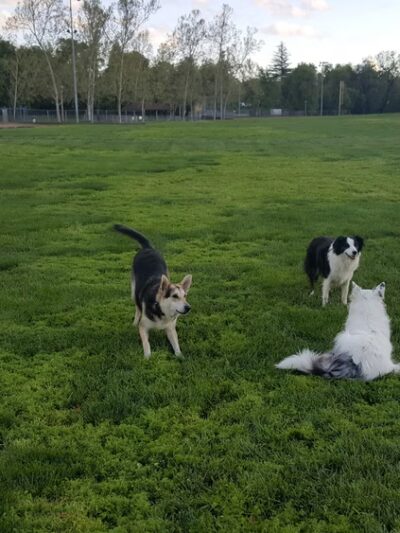Saugstad Park - Roseville, CA