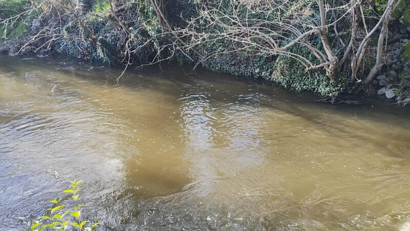 Saugstad/Royer Park Trail - Roseville, CA