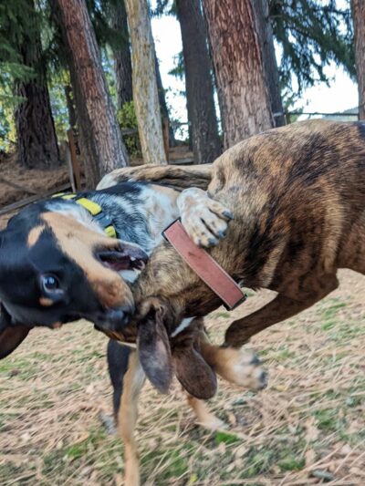 Centennial Park - Roslyn, WA