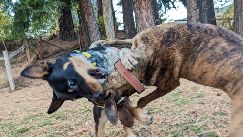 Centennial Park - Roslyn, WA