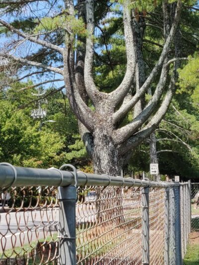 Woodstock Park - Roswell, GA