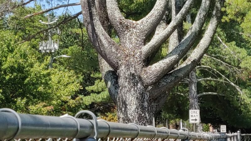 Woodstock Park - Roswell, GA