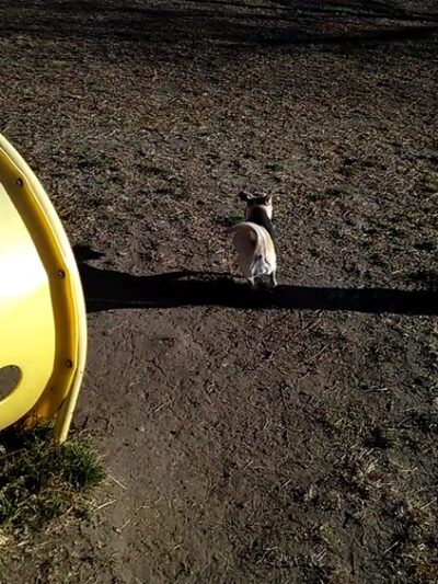 Round Rock Dog Depot - Round Rock, TX