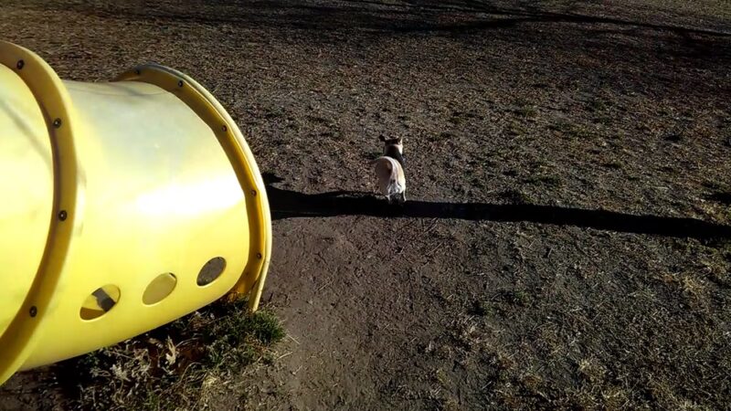 Round Rock Dog Depot - Round Rock, TX