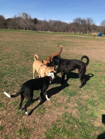 Round Rock Dog Depot - Round Rock, TX