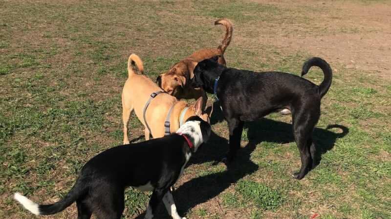 Round Rock Dog Depot - Round Rock, TX