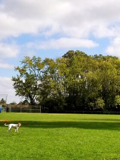 Mark Twain Dog Park-membership - Royal Oak, MI