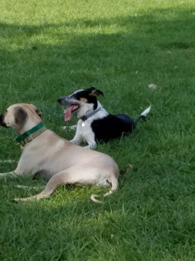 Mark Twain Dog Park-membership - Royal Oak, MI
