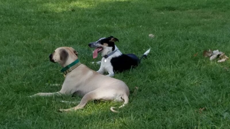 Mark Twain Dog Park-membership - Royal Oak, MI