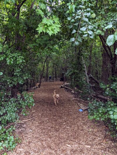 Mark Twain Dog Park-membership - Royal Oak, MI