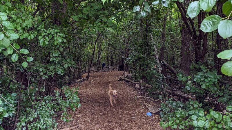 Mark Twain Dog Park-membership - Royal Oak, MI