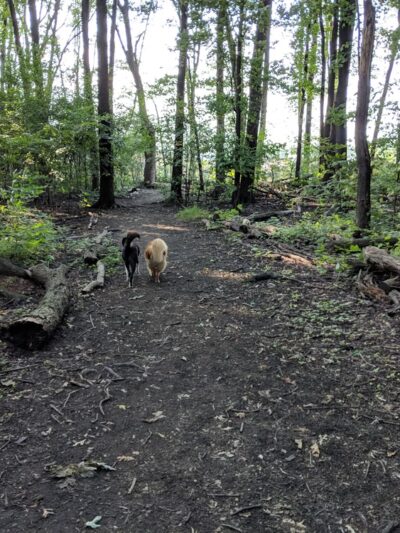 Mark Twain Dog Park-membership - Royal Oak, MI