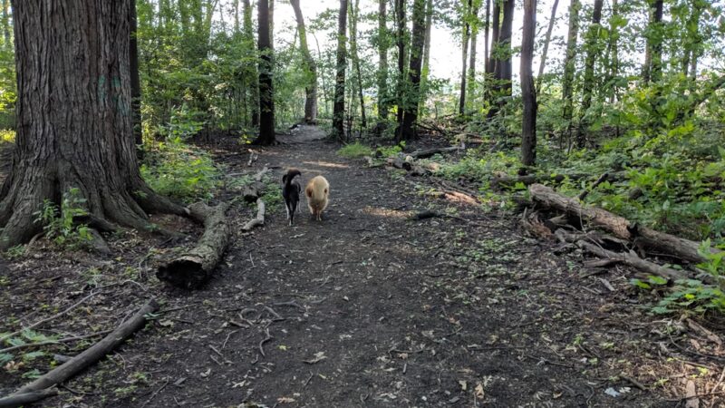 Mark Twain Dog Park-membership - Royal Oak, MI