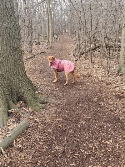 Mark Twain Dog Park-membership - Royal Oak, MI