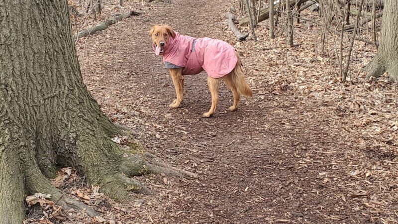 Mark Twain Dog Park-membership - Royal Oak, MI