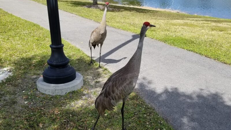 Todd A. Robiner Park - Royal Palm Beach, FL