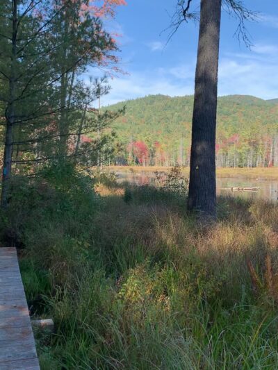 Quincy Bog Natural Area - Rumney, NH