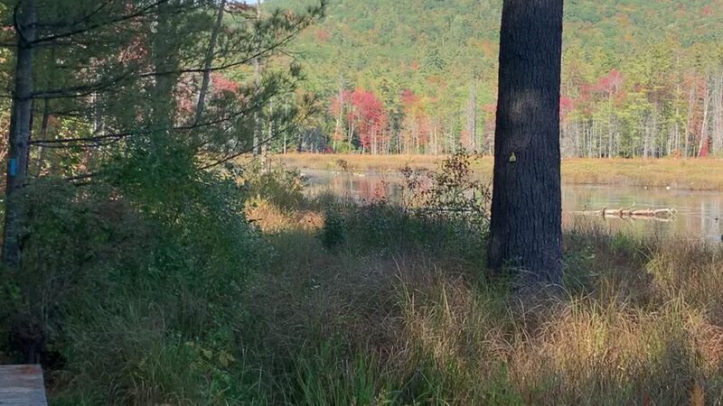 Quincy Bog Natural Area - Rumney, NH
