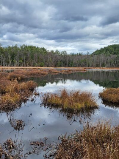 Quincy Bog Natural Area - Rumney, NH