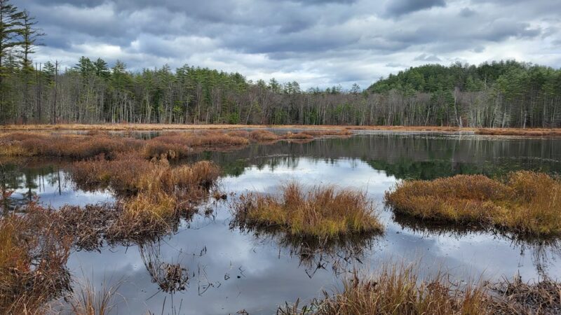 Quincy Bog Natural Area - Rumney, NH