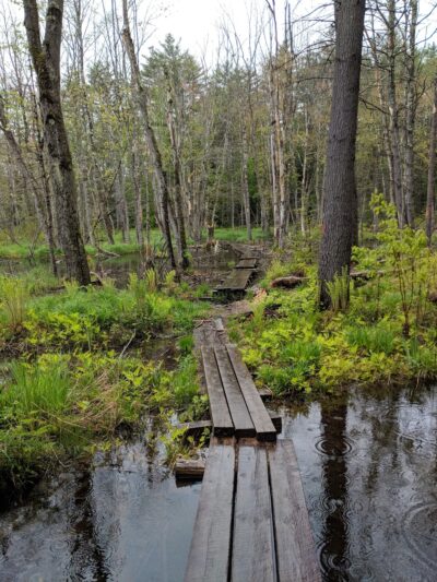 Quincy Bog Natural Area - Rumney, NH
