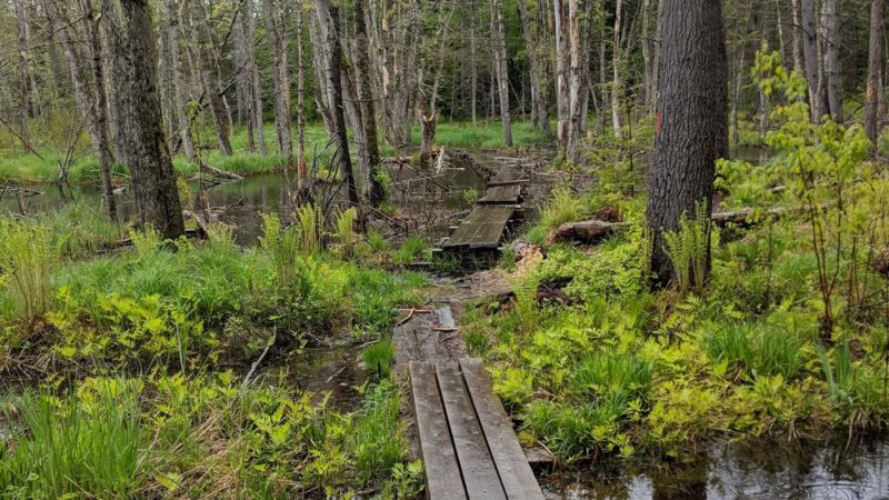 Quincy Bog Natural Area - Rumney, NH