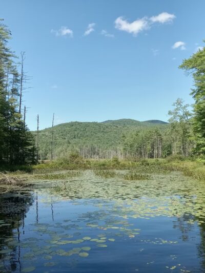 Quincy Bog Natural Area - Rumney, NH