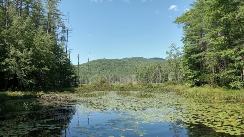 Quincy Bog Natural Area - Rumney, NH