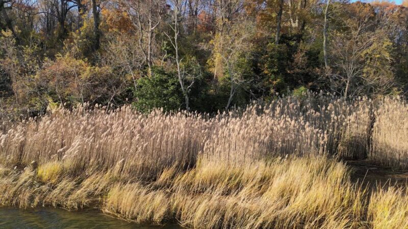 Pier at Hartshorne Woods Park - Rumson, NJ