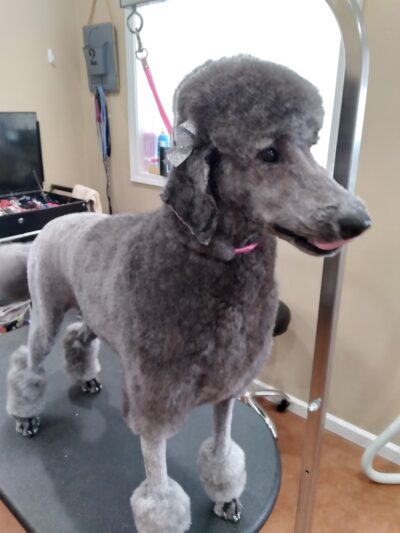 Four Paws Bed & Bath - Rupert, ID