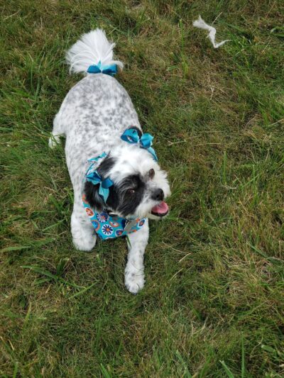 Four Paws Bed & Bath - Rupert, ID