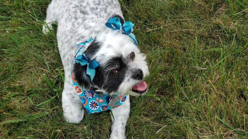 Four Paws Bed & Bath - Rupert, ID