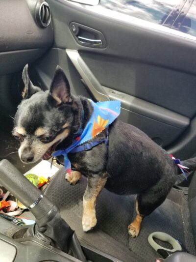 Four Paws Bed & Bath - Rupert, ID