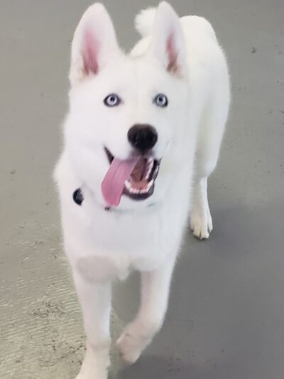 Bark- N- Play - Russellville, AR