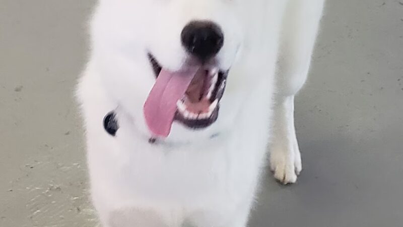 Bark- N- Play - Russellville, AR