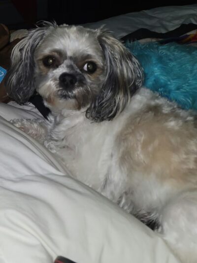 Bark- N- Play - Russellville, AR