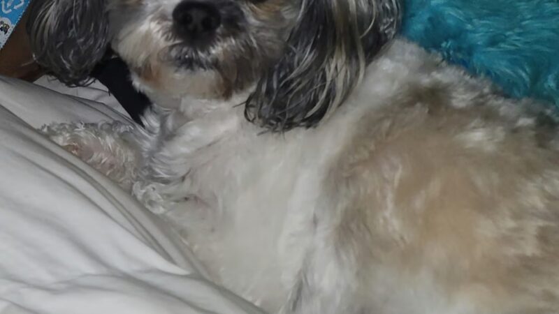 Bark- N- Play - Russellville, AR