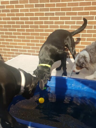 Bark- N- Play - Russellville, AR