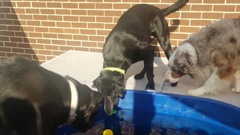 Bark- N- Play - Russellville, AR