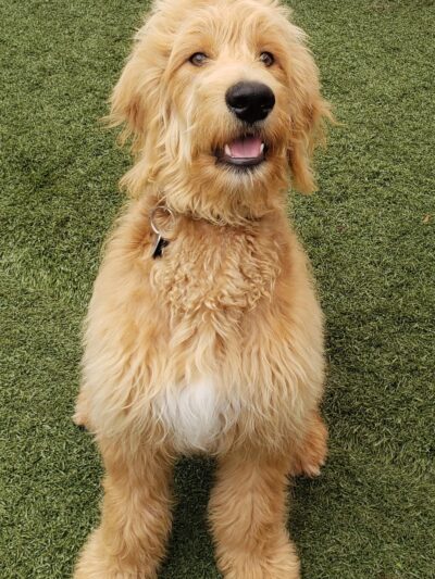 Bark- N- Play - Russellville, AR