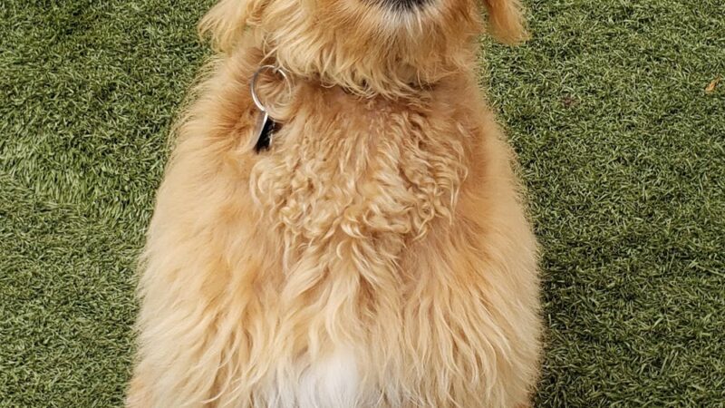 Bark- N- Play - Russellville, AR