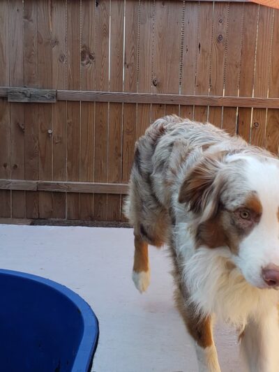 Bark- N- Play - Russellville, AR