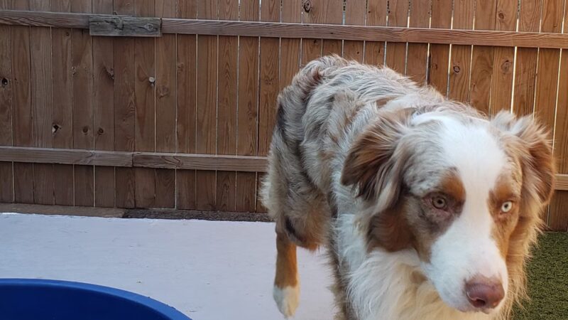 Bark- N- Play - Russellville, AR