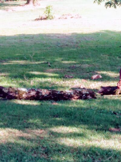 James Park - Russellville, AR