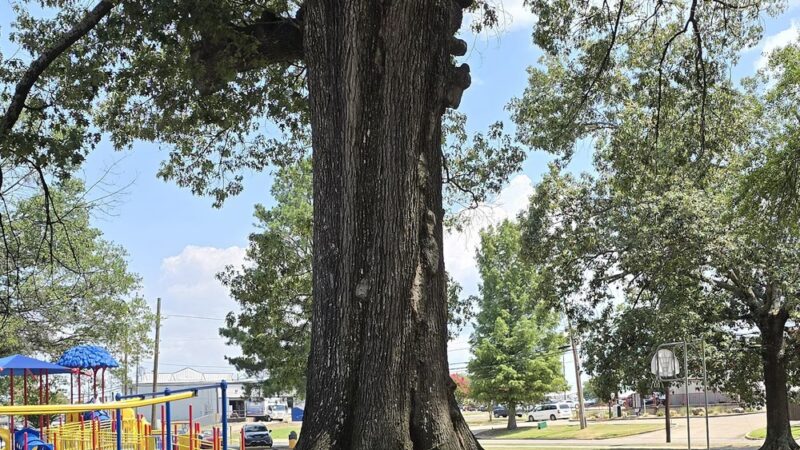 Russellville City Park - Russellville, AR